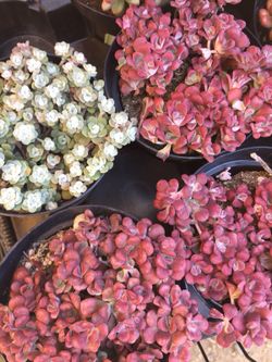 Succulents 2.5”