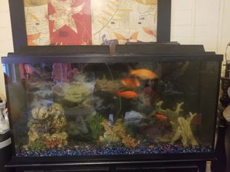55 Gallón Fish Tank