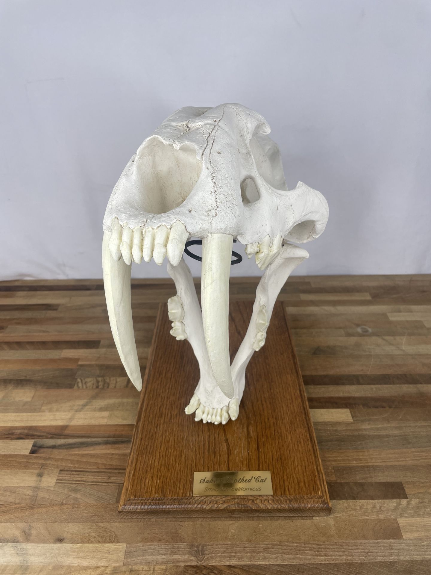 Saber-Toothed Cat Skull Display