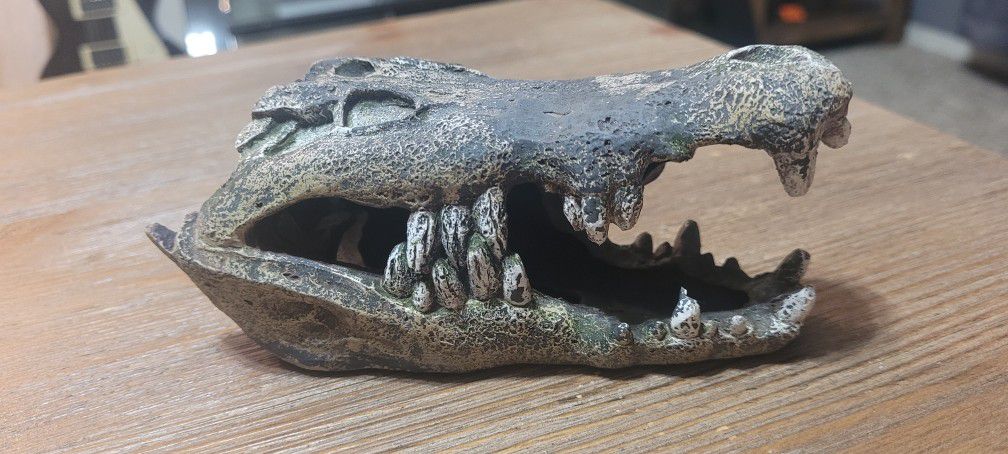 Alligator Skull *Fish Tank*