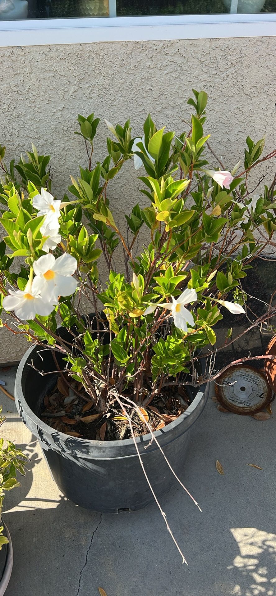 Healthy Plant