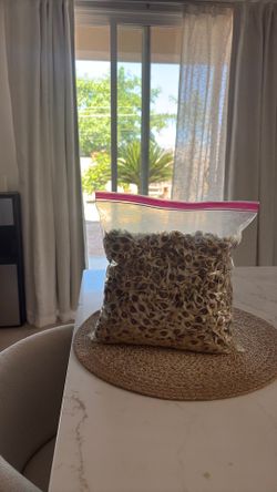 Moringa seeds