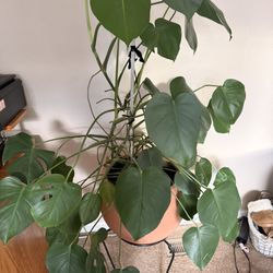 Monstera Plant