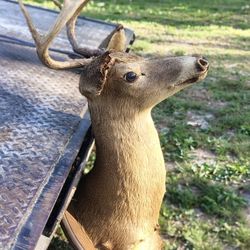 Deer Head 