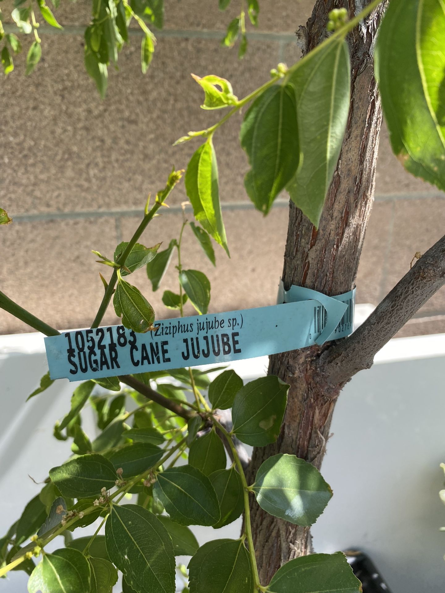 Sugar Cane Jujube Tree, Cây Táo Tàu, Táo Đinh for Sale in Westminster