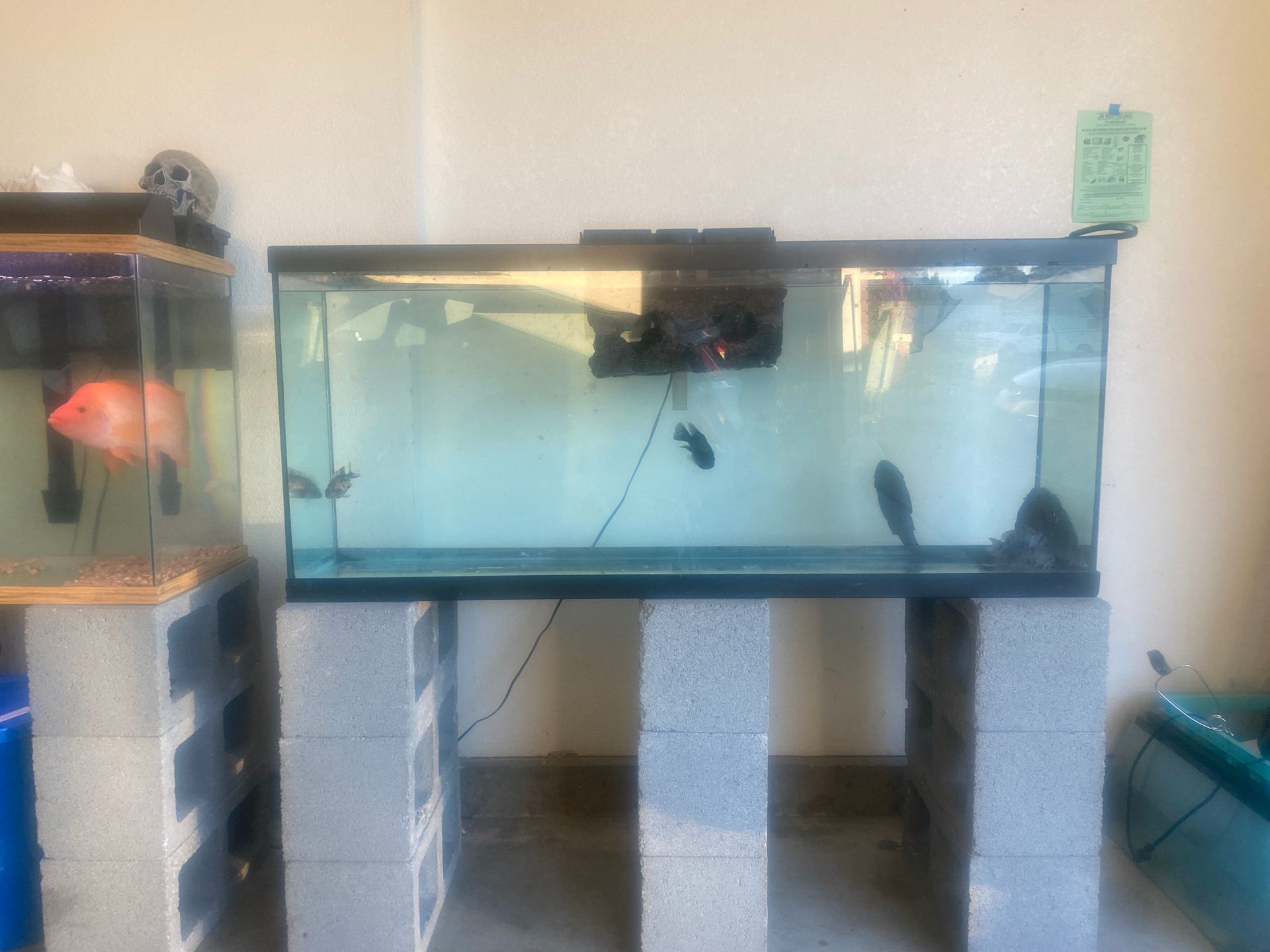 50 gal tank