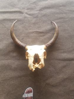 Animal Bone Head