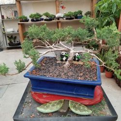 15 years old JUNIPER BONSAI TREES