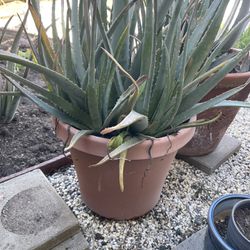 Large Aloe Vera Plant 