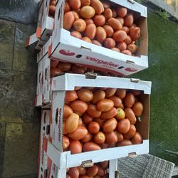 Tomate Roma $20 #1 