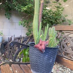 Cactus Plant 