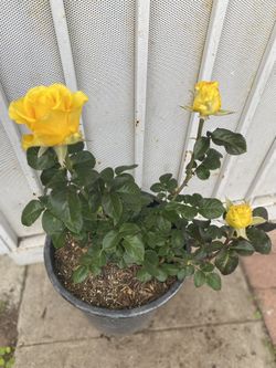 Yellow Flowers Rose Bush Plant, In 5 Gallons Pot Pick Up Only
