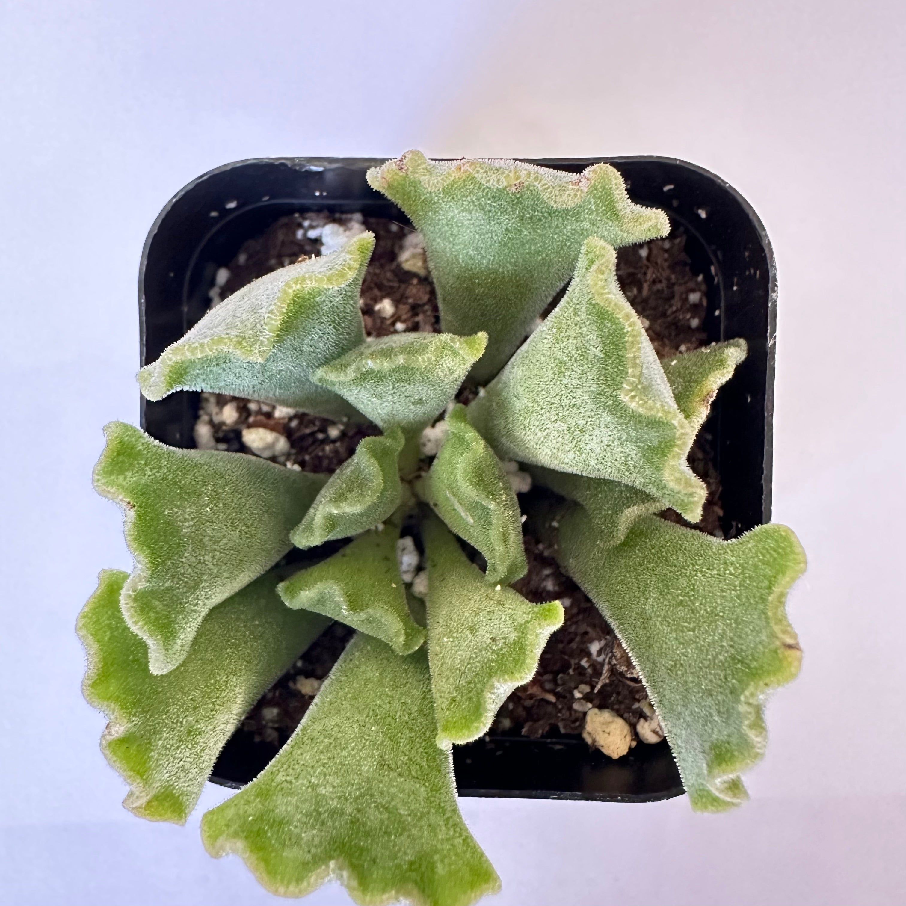 adromischus-cristatus-crinkle-leaf-plant