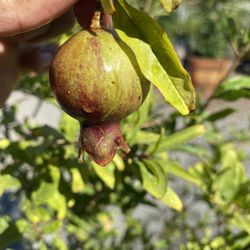 Pomegranate Tree