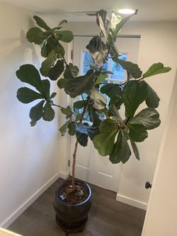 Stunning 8-Foot Fiddle Leaf Fig – Healthy & Thriving!