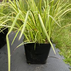 Ornamental grass Golden Sweet Flag Variegated. Sammamish, Beaver Lake 