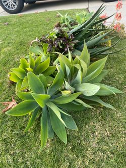 Agaves and Aeonium Black Rose 🥀
