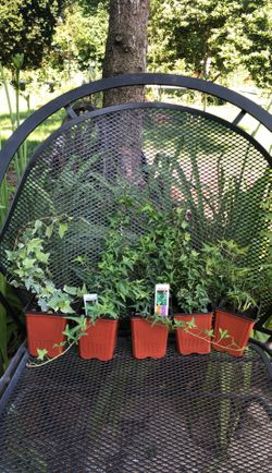 5 ivy plants new in pots