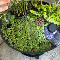Live Floating Aquarium Plants  – $5