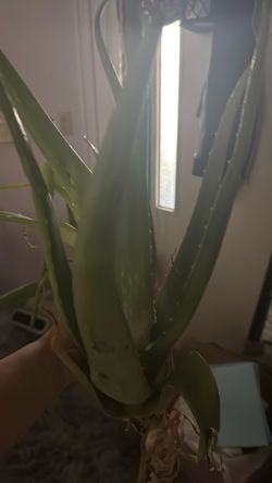 Large Aloe Vera Plant