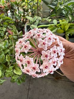 Hoya carnosa plant from 10 up 20 last photo is 10