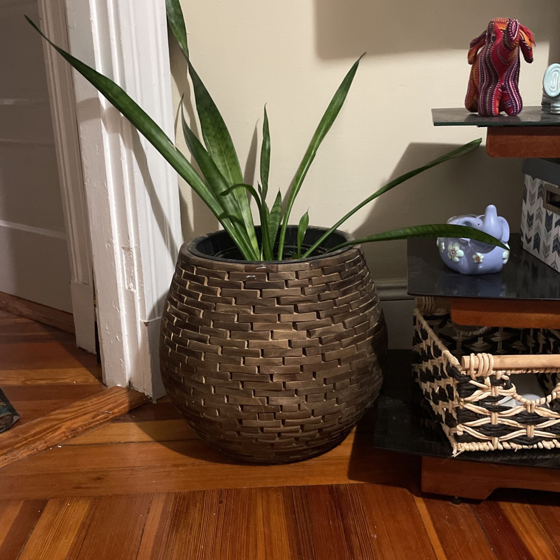 Plant Holder with real Snake Plant 