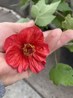 Chinese Lantern Blooming Red Flowers Bush Plant, In 5 Gallons Pot Pick Up Only