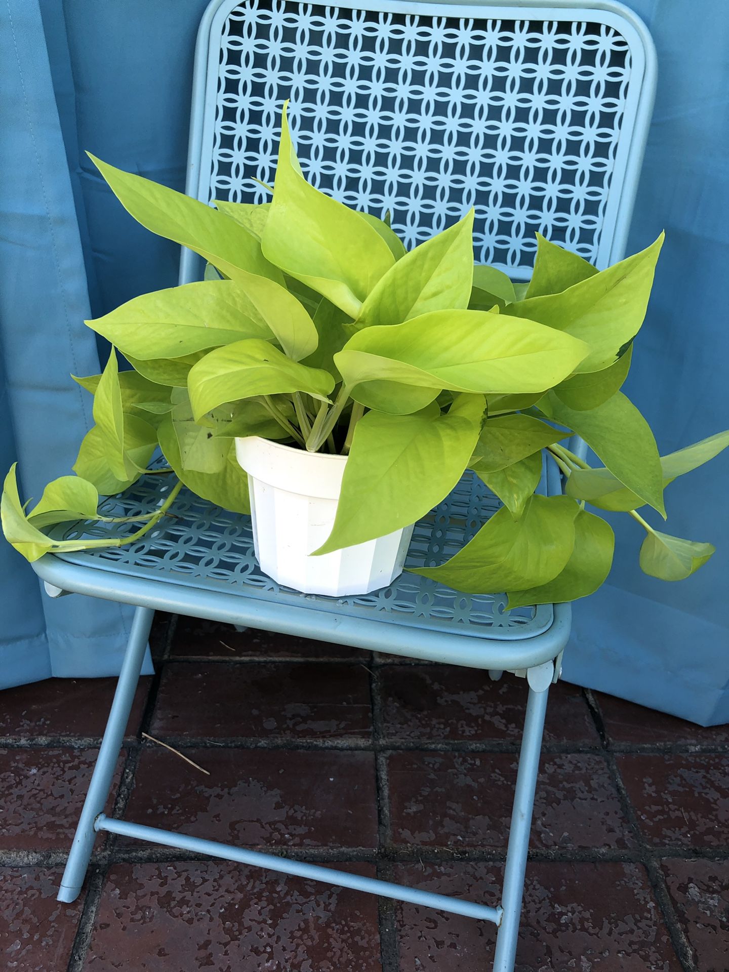 Neon Pothos 6 inch pot.