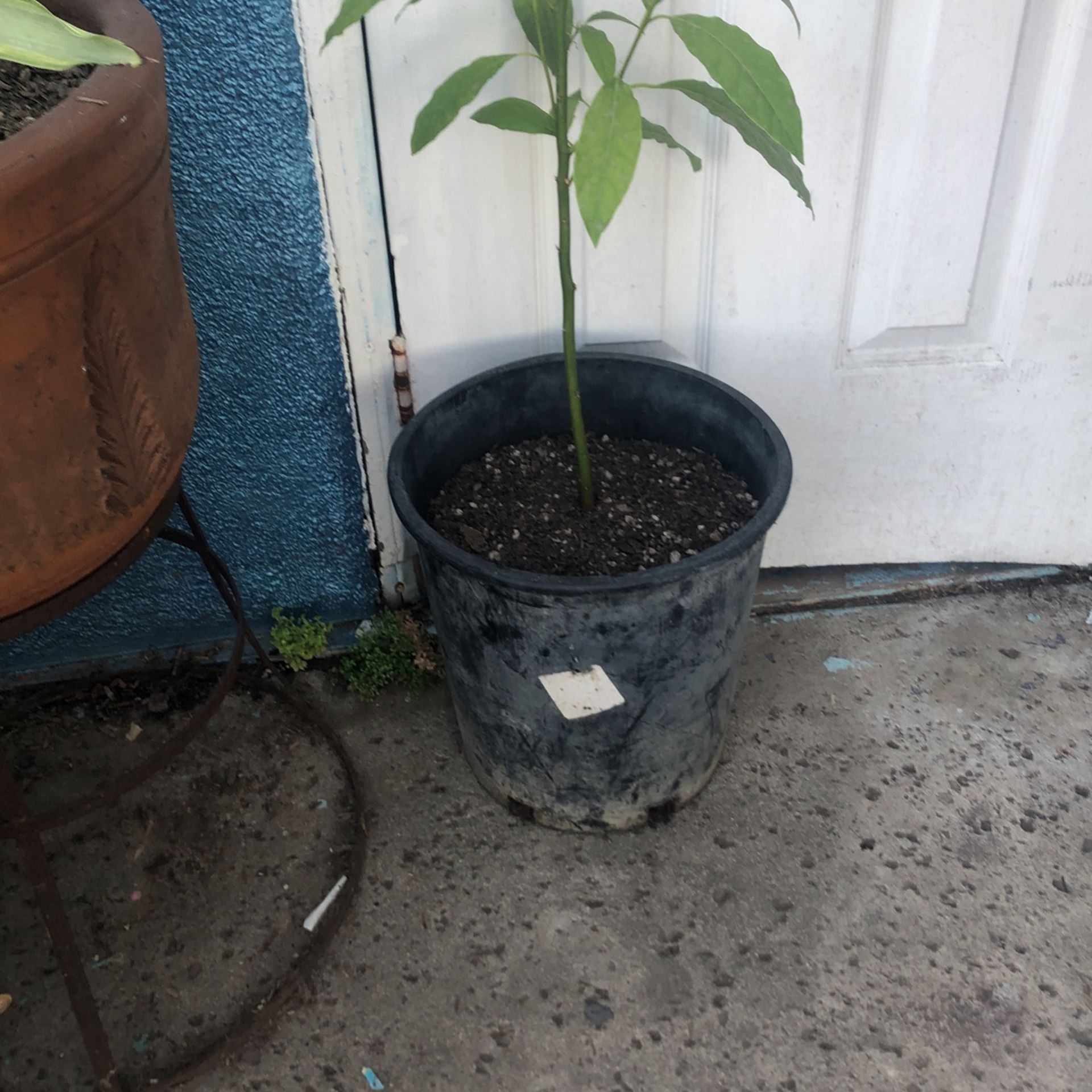 Planta De Aguacate