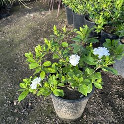 Gardenia Shrub