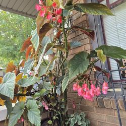 FREE Cuttings Of Angel Wings Begonia Plant. Pick-up In Aurora.