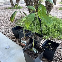 Avocado Tree - $10 Each