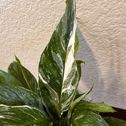 Live Variegated Peace Lily Plant With Ceramic Pot & Saucer (Please Read Full Description) 