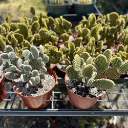 Bunny Ear Cactus