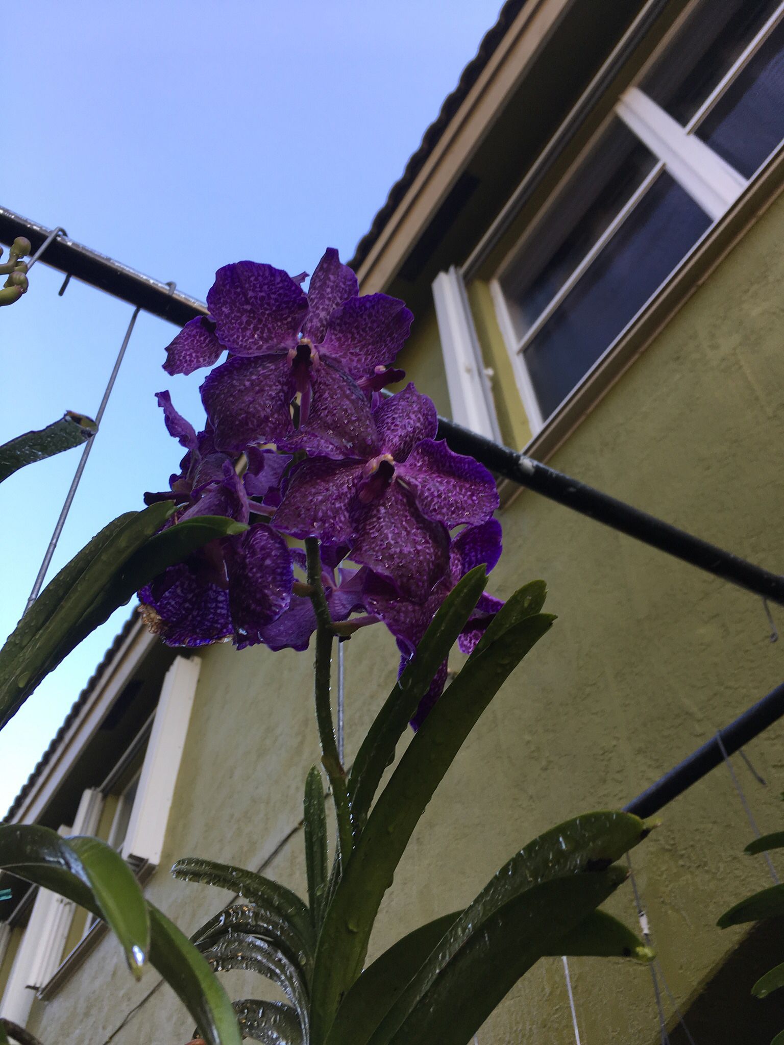 Blooming Vanda Orchid