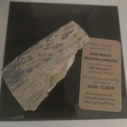Wooly Mammoth Tusk