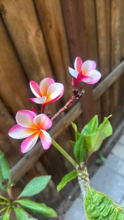 Plumeria tree