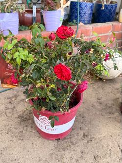 True love rose