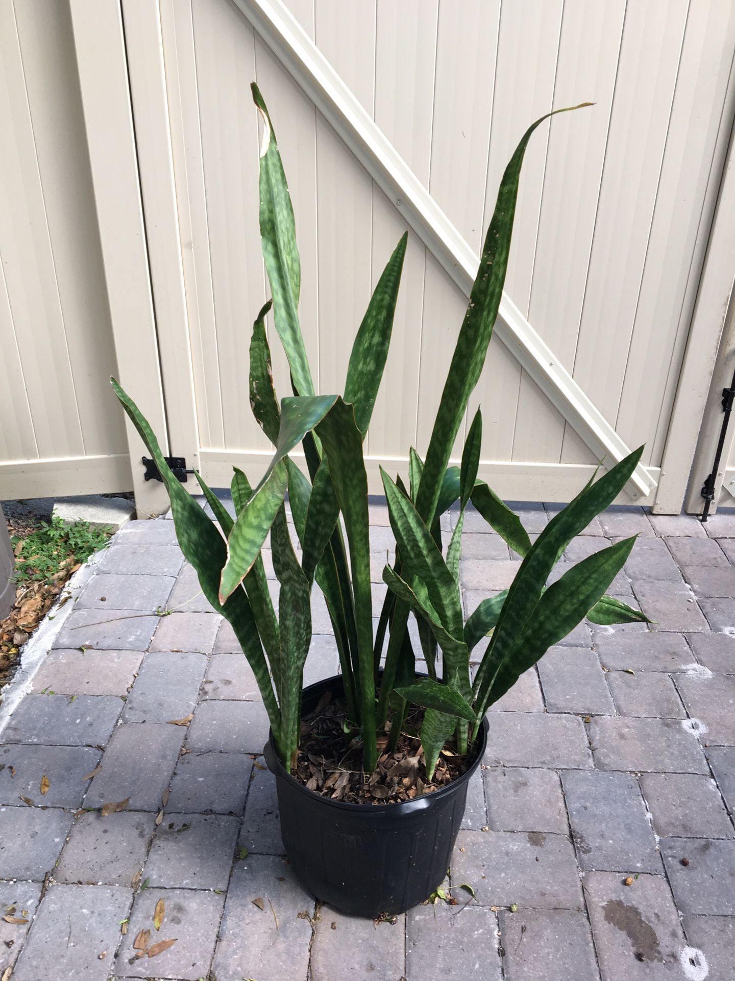 Sansevieria trifasciata