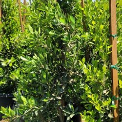 Indian Laurel Privacy 