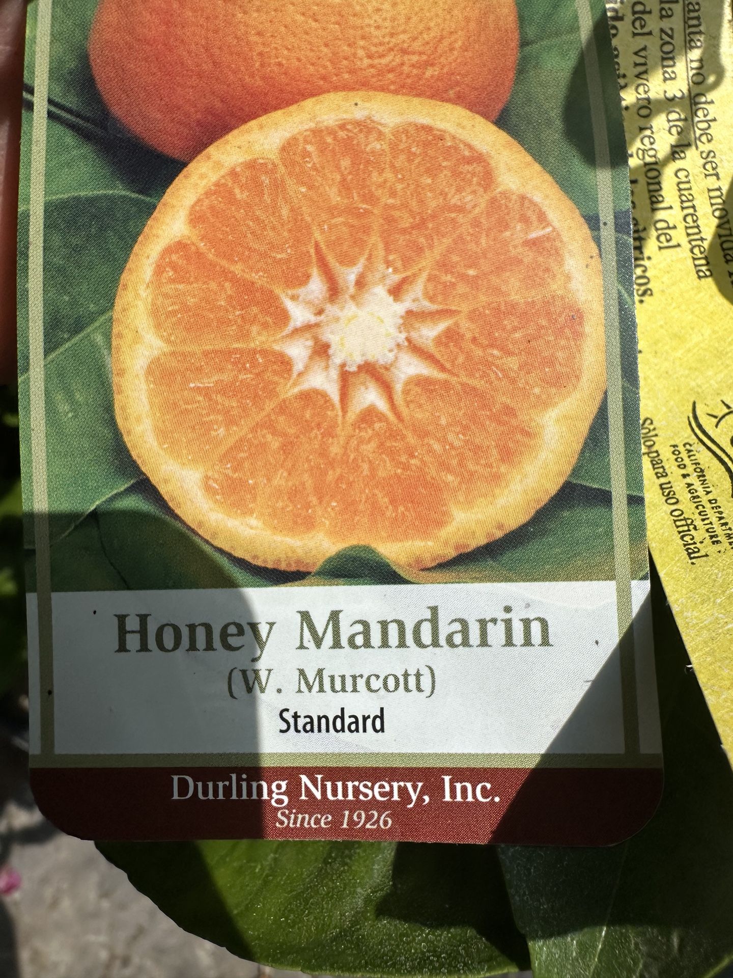 Honey Mandarin Tree 15g