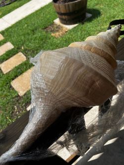Large ocean shell