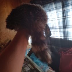 Coon tail hat