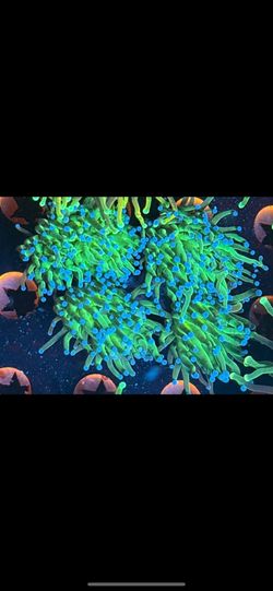 Fake Coral Decoration Torch 