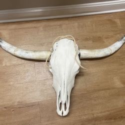 Genuine Steer / Bull Skull Longhorn 3’ 5”  