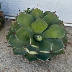 Eschevaria 