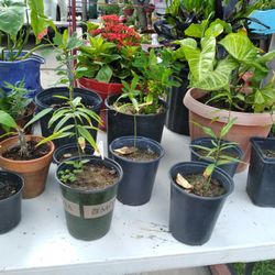 Plants For Sale