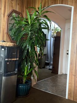 Large Dracaena Indoor Plant in Blue Pot