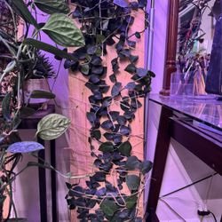 Free Plants Come Get Them 