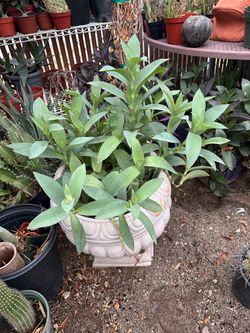 Plant